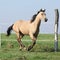 Buckskin quarter horse running on pasturage