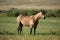 Buckskin quarter horse stallion