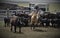 Buckskin Quarter horse western ranch working cattle