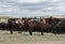 Buckskin Quarter horse western ranch working cattle