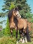 Buckskin welsh pony posing