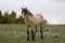 Buckskin wild horse stallion with half-bitten ear in Pryor Mountain in the western USA