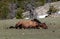 Buckskin wild horse stallion rolling in the dirt in the western USA