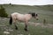 Buckskin wild horse stallion on snowy mountain ridge in the western USA