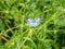 Buckthorn Blue Celastrina argiolus image