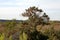 Buckthorn bush in a field