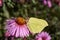 The buckthorn butterfly, or lemon butterfly lat. Gonepteryx rhamni collects nectar from flowers.