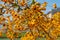 Buckthorn orange berry on a tree