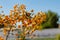 Buckthorn orange berry on a tree