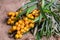 Buckthorn, Sea buckthorn berries in a bowl