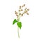 Buckwheat as Grain Crop or Cereal Specie and Cultivated Grass on Stalk with Inflorescences Vector Illustration