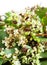 Buckwheat background. flowers and grains macro