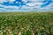 Buckwheat bloom. Buckwheat fields. Agrarian industry