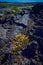 Buckwheat, Eriogonum, growing amongst the lava flow at Craters of the Moon National Park