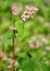 Buckwheat (Fagopyrum esculentum)