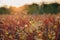 Buckwheat field in the last summer days at sunset, selective focus