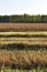 Buckwheat field on a sunny autumn day. Harvesting in the field