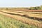 Buckwheat field on a sunny autumn day. Harvesting in the field