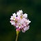 Buckwheat flower