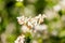 buckwheat flower