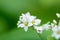 Buckwheat flowers