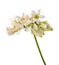 Buckwheat flowers isolated