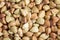Buckwheat grain at life-size