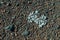 Buckwheat grows on the volcanic surface of the Inferno Cone at Craters of the Moon National Monument, Idaho, USA