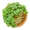 Buckwheat microgreens in wooden bowl