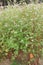 Buckwheat plant on farm for harvest