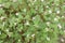 Buckwheat plant on farm for harvest