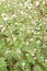 Buckwheat plant on farm for harvest