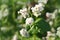 Buckwheat plant with flower in the garden.