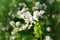 Buckwheat plant with flower in the garden.