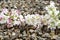 Buckwheat plant white pink flowers and seeds. Buckwheat seeds and flowers, background for the label. Buckwheat seeds and