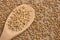 Buckwheat porridge. Wooden spoon. Brown background. Cereal sprouts