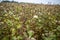 Buckwheat at the stage of ripening before harvesting. Fagopyrum esculentum, Japanese buckwheat and silverhull buckwheat blooming