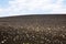 Buckwheat wildflowers growing on cinder slope. Craters Of The Mo