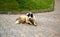 Bucovina shepherd dog