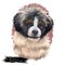 Bucovina shepherd puppy portrait digital art illustration