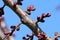 Bud on apricot twig tree in spring time.