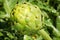 Bud of artichoke plant