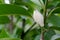 Bud and blooming ,fragrant White Champak flower on tree with raindrop