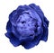 A bud of blue blossoming peony flower. Isolated flower on a white background with clipping path without shadows. For design.