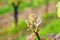 Bud break of grapevine on green backgound. Vineyard in spring. Close-up. Viniculture and winery concept