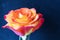 Bud of a bright yellow and red fresh rose with water droplets on the petals on a blue background