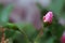 Bud bud flower bud inflorescence Geranium Cranehorn close-up macro