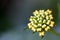 Bud of Cambara flower closeup photo - Macro photo Lantana camara bud