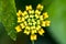 Bud of Cambara flower closeup photo - Macro photo Lantana camara bud