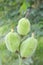 Bud Canna indica seeds in nature garden